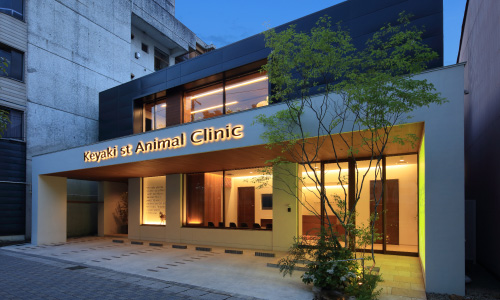アクセス・診療時間 岐阜市の動物病院 けやき通りの動物クリニック