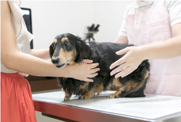 日本は安全でも世界は狂犬病だらけ！